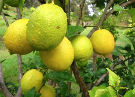 Lemon Tree – Eureka 1