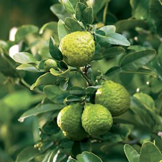 Lime Tree – Kaffir 1
