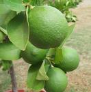 Lime Tree – Tahitian 1