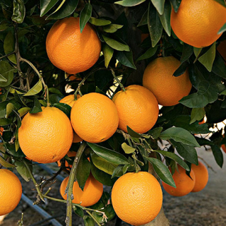Orange Tree – Valencia 1