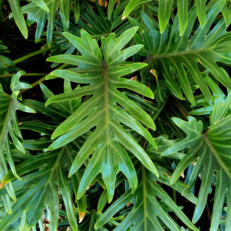 philodendron-xanadu-green-leaf-plant-in-garden